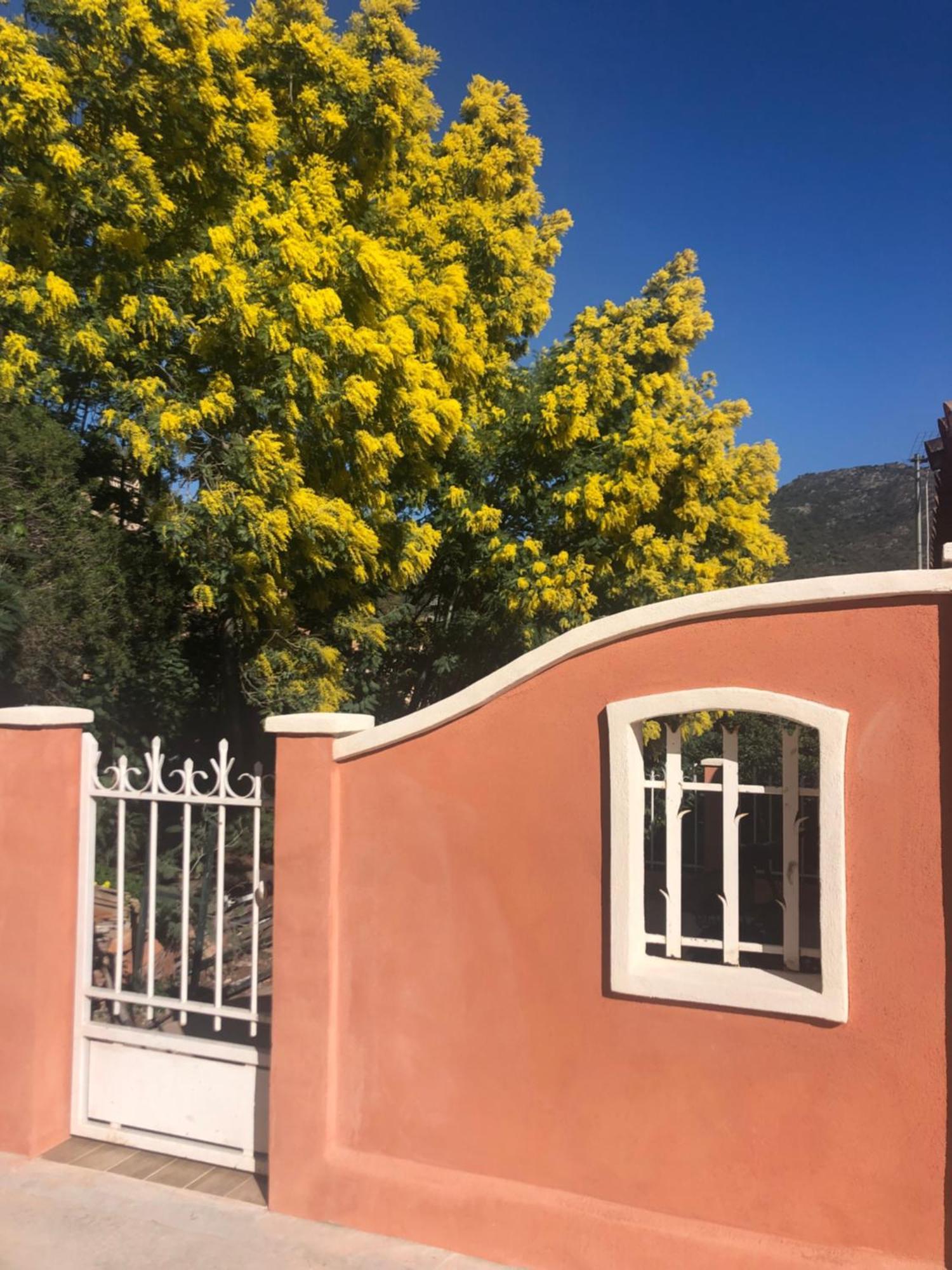 Les Terrasses De Lo Bed & Breakfast Bormes-les-Mimosas Bagian luar foto